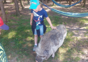 Na zdjęciu widać chłopca, który głaska świnkę