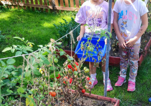 Zbiory pomidorów w ogródku przez dzieci