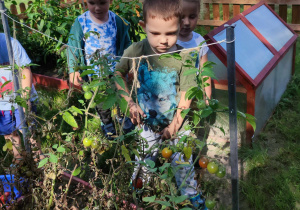 Zbiory pomidorów w ogródku przez dzieci