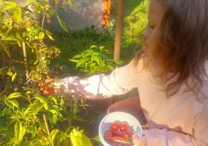 Na zdjęciu widać dziewcznkę, która zrywa z naszego ogródka wychodowane pomidory. Pomidorki zostały zjedzone przez dzieci do śniadania. I jak smakują!!!