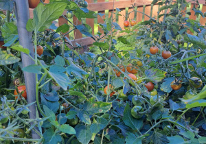 Zdjęcie przedstawia pomidory na krzaczku w ogródku.