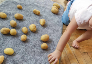 Dzieci segregują ziemniaki wg wielkości