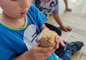 Dziecko ogląda ziemniaka