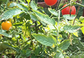 na zdjęciu widać krzak pomidorów koktailowych