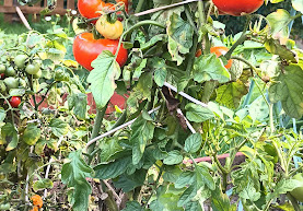 na zdjęciu widać krzak z pomidorami czerwonymi i żółtymi