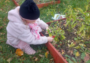 Na zdjęciu widać dziewczynkę, która zbiera paprykę z naszego ogródka
