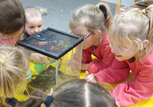 Zdjęcie przedstawia grupę dzieci obserwującą patyczaki w terrarium.
