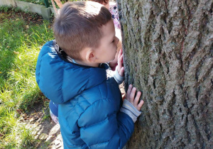 Na zdjęciu widzimy chłopca, która wącha, jak pachnie drzewo w ogrodzie przedszkolnym.