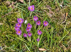 Wiosenne przebudzenie