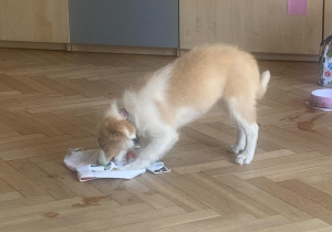 Zdjęcie przedstawia psa bawiącego się kocykiem.