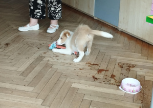 Na zdjęciu widzimy młodą suczkę, która bawi się gryzakiem.