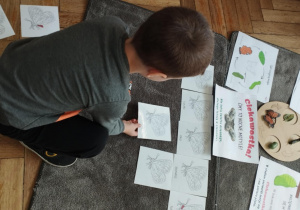Na zdjęciu widzimy chłopca, który przyporządkowuje ilustrację przedstawiającą budowę motyla do ilustracji znajdujących się na dywaniku.