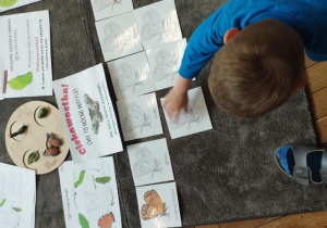Na zdjęciu widzimy chłopca, który przyporządkowuje ilustrację przedstawiającą budowę motyla do ilustracji znajdujących się na dywaniku.
