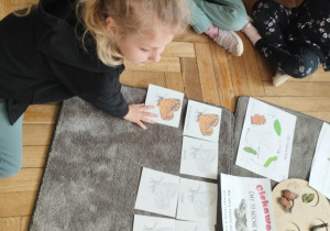 Na zdjęciu widzimy dziewczynkę, które przyporządkowuje ilustrację przedstawiającą budowę motyla do ilustracji znajdujących się na dywaniku.