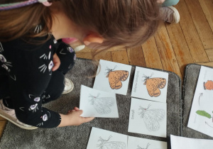Na zdjęciu widzimy dziewczynkę, które przyporządkowuje ilustrację przedstawiającą budowę motyla do ilustracji znajdujących się na dywaniku.