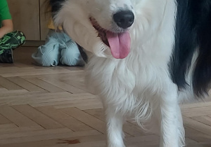 Na zdjęciu pies rasy border collie