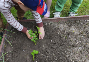 Na zdjęciu widzimy chłopca, który sadzi sadzonkę selera.