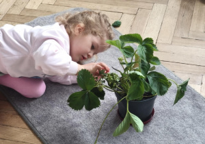 Przelicznie zielonych truskawek na krzaczku