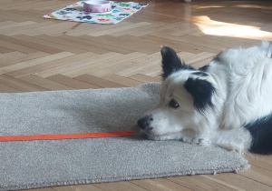 pies w oczekiwaniu na kolejne dziecko