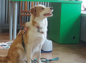 Dogoterapia