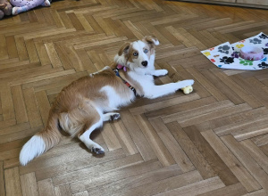 Dogoterapia