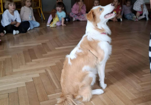 Bibi czeka na polecenie