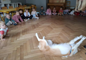 Pies wykonuje sztuczkę