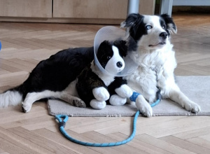 Dogoterapia w naszym przedszkolu