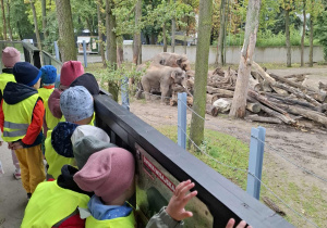Dzieci oglądają słonie na wybiegu zewnętrznym