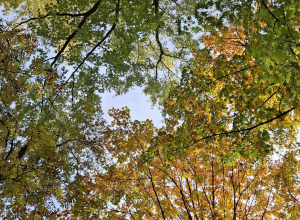 Park jesienią
