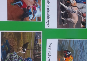 Zdjęcia przedstawiające psy w rolach ratowników