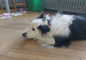 Pies w oczekiwaniu na zadanie