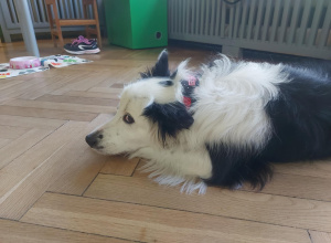 Dogoterapia