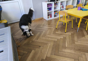 Na zdjęciu widzimy Lily ze znalezionym "Jeżykiem".