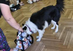 Na zdjęciu widzimy Lily, która chowa samodzielnie swojego "Jeżyka" do torby.