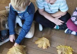 Na zdjęciu widzimy chłopca, który biorą jeden smakołyk i chowają go pod liścia.chowa pod liściem smakołyk dla Lily.