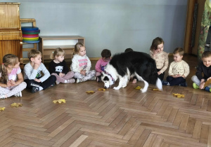 Na zdjęciu widzimy Lily, która nosem wącha smakołyk spod liścia i go zjada.