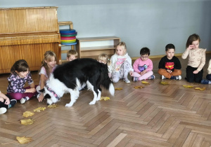 Na zdjęciu widzimy Lily, która nosem wącha smakołyk spod liścia i go zjada.