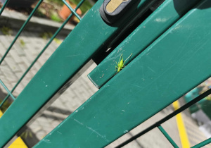 Na zdjęciu widzimy pasikonika zielonego będącego na furtce do ogródka przedszkolnego. Pasikonika znalazły dzieci.