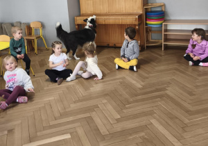 Pies szuka ukrytej zabawki