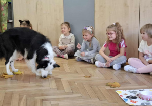 Pies szuka smakołyki ukryte w liściach
