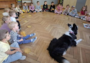 Pies oczekuje na właściwą komendę