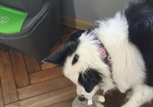 Pies szuka ukrytej zabawki