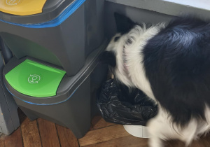 Pies szuka ukrytej zabawki