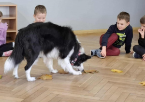 Pies szuka smakołyki ukryte w liściach