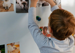 Chłopiec przywiesza zdjęcie swojego pupila na tablicy.