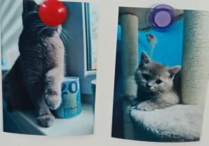 Zdjęcia kotów.