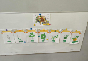 Na zdjęciu widzimy tablicę magnetyczną, na które przymocowane są ilustrację przedstawiające budowę dyni oraz cykl życia dyni.