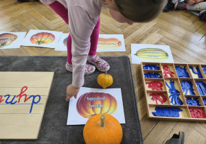 Na zdjęciu widzimy dziewczynkę, która kładzie pod dynią ilustrację przedstawiającą dynię pospolitą.