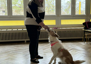Zdjęcie przedstawia psa wykonującego sztuczkę, na polecenie pani.